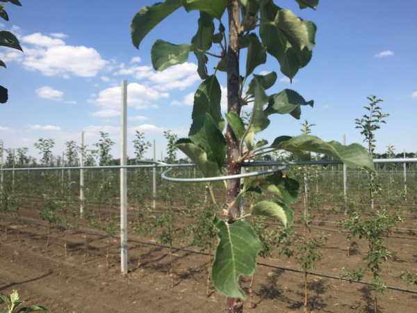 Скоба для саженца 202 (простая) Скоба для саженца 202 (простая)