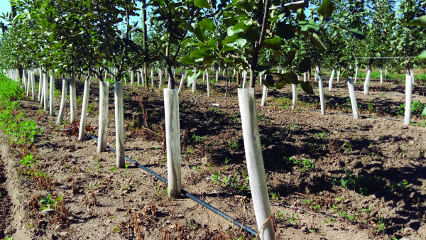 Сетка защитная для саженцев Сетка защитная для саженцев