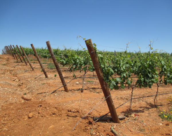 Комплект Gripple GPAK W для виноградника Комплект Gripple GPAK W для виноградника