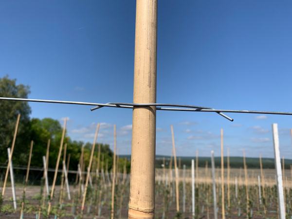 Скоба Стебофикс (для бамбука) Скоба Стебофикс (для бамбука)